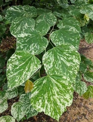 JC Raulston Arboretum à Raleigh (NC USA) - 05/2018