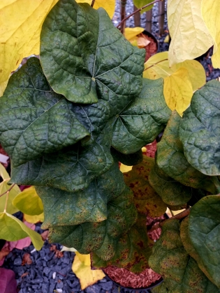 Les jardins du Florilège à Bastogne (Belgique) - 10/2025