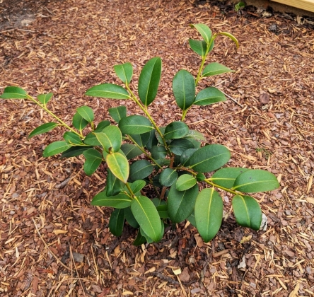 JC Raulston Arboretum à Raleigh (NC USA) - 01/2026