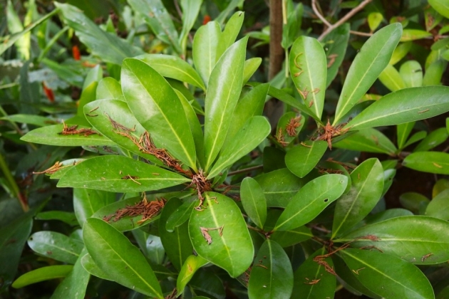 Jardin Georges Delaselle sur l'île de Batz (France) - 09/2023