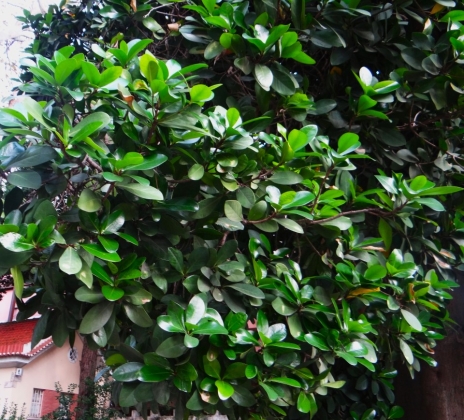 Jardim Da Estrela (Portugal) - 10/2023