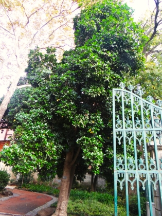 Jardim Da Estrela (Portugal) - 10/2023