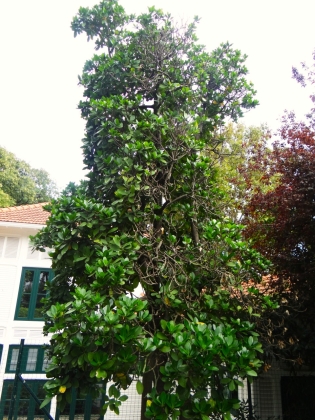 Jardim Da Estrela (Portugal) - 10/2023