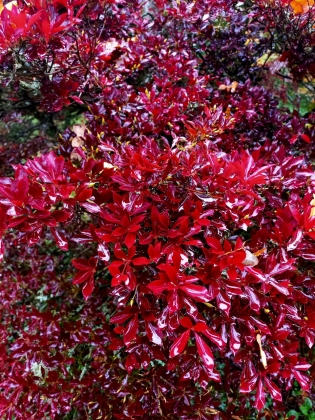 Arboretum Westonbirt à Tetbury (Angleterre) - 10/2025