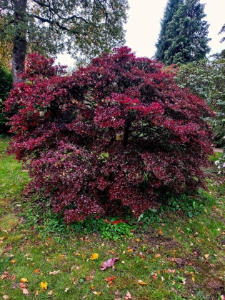 Arboretum Westonbirt à Tetbury (Angleterre) - 10/2025