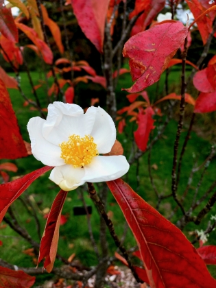 Wakehurst Garden (England) - 10/2025