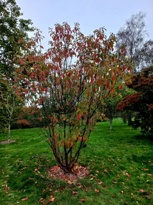 Wakehurst Garden (England) - 10/2025