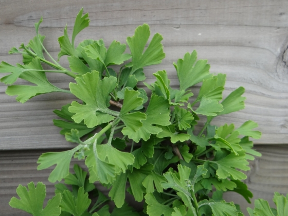 Les jardins du Florilège à Bastogne (Belgique) - 08/2011
