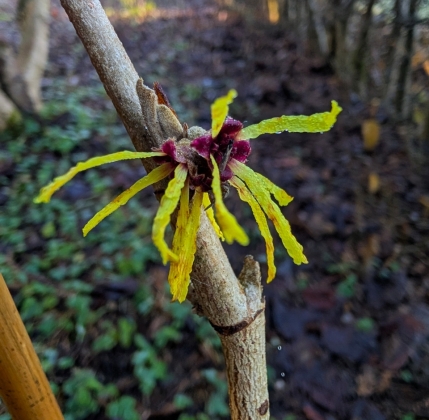 Les jardins du Florilège à Bastogne (Belgique) - 01/2026