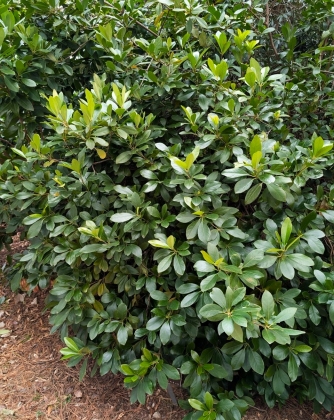 JC Raulston Arboretum à Raleigh (NC USA) - 01/2026