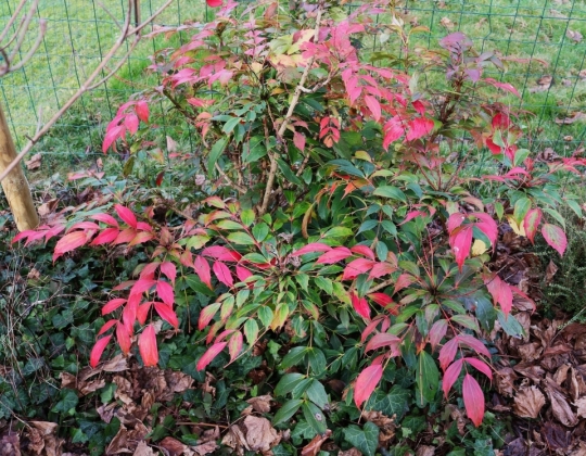 Arboretum des Burettes (Belgique) - 01/2026