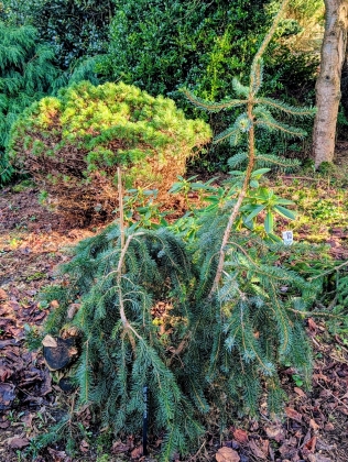 Les jardins du Florilège à Bastogne (Belgique) - 02/2026