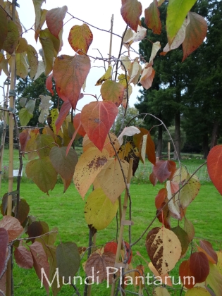Journées des plantes de Chantilly (France) - 10/2016