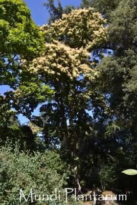 Jardin privé (France) - 07/2020 Champion de France 15m de haut