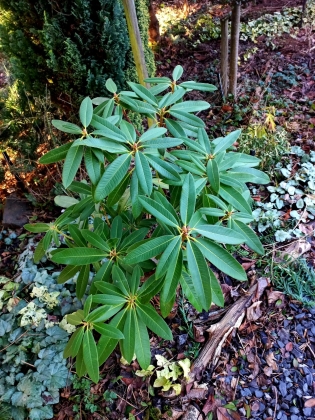 Les jardins du Florilège à Bastogne (Belgique) - 01/2026