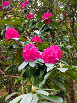 Trewithenn House & gardens(Cornouailles) Angleterre - 04/2024