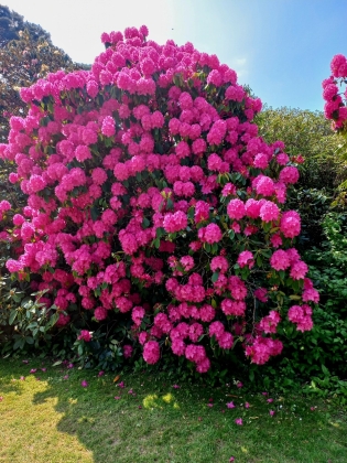 Muckross House (Killarney) Irlande - 05/2025