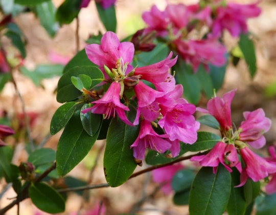 Jardin Botanique de Dublin (Irlande) - 03/2022