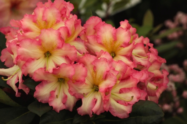 Pépinière Stöckmann à Bad Zwischenahn (Allemagne) - 05/2024