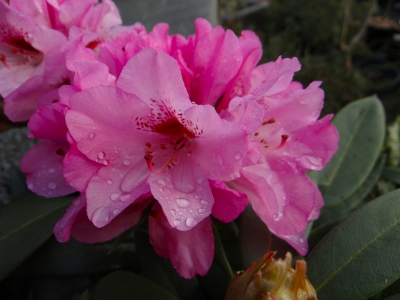 Les jardins du Florilège à Bastogne (Belgique) 04-2023