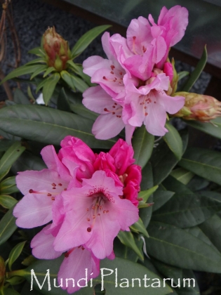 Les jardins du Florilège à Bastogne (Belgique) 04-2023