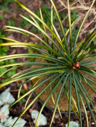 Les jardins du Florilège à Bastogne (Belgique) - 02/2026