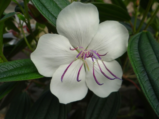 Les jardins du Florilège à Bastogne (Belgique) - 11/2017
